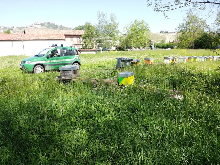 Controlli sulla filiera del miele: elevate sanzioni per 1800 euro Controlli sulla filiera del miele: elevate sanzioni per 1800 euro