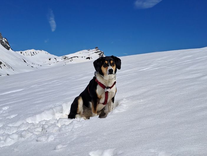 "Finché non troveremo Dada morta, continueremo a cercarla"