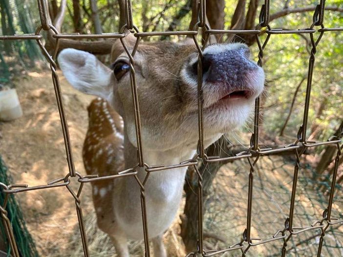 Continuano le ricerche di Boobs, il daino smarrito nel revellese