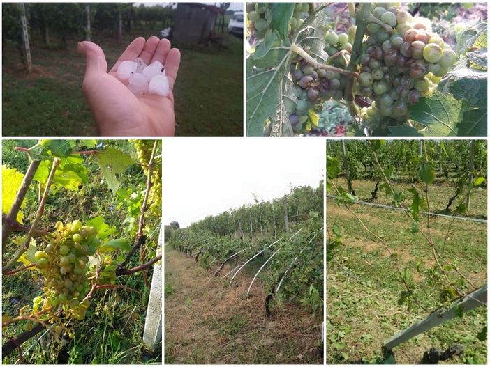 Grandine su vigneti e noccioleti, Cia: "Raccolti a rischio tra le colline di Langhe e Roero" Grandine su vigneti e noccioleti, Cia: "Raccolti a rischio tra le colline di Langhe e Roero"