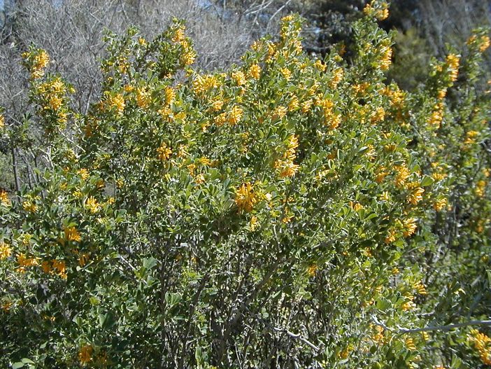 Erba medica: chiarimenti dal Ministero