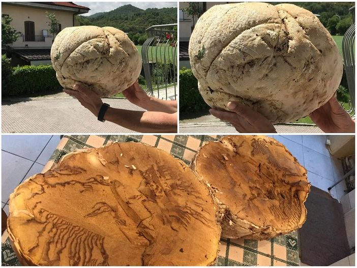 4 chilogrammi e 40 centimetri di diametro: fungo gigante trovato a Borgo San Dalmazzo