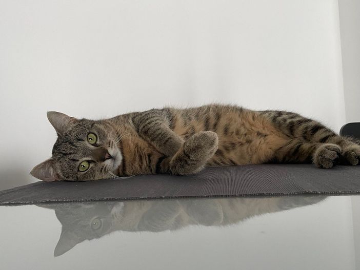 Oggi si festeggia la Giornata del gatto, affascinante e misterioso amico a quattro zampe Oggi si festeggia la Giornata del gatto, affascinante e misterioso amico a quattro zampe