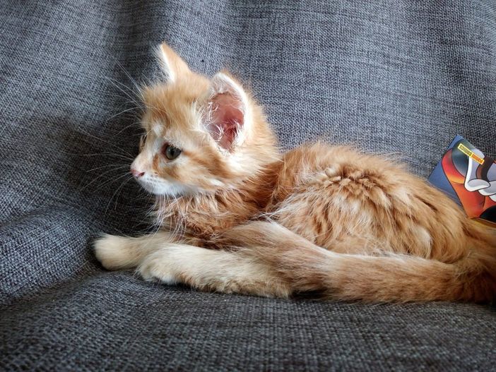 Appello per un gattino di 3 mesi smarrito a Vicoforte