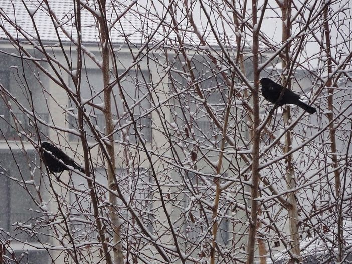 Giorni della merla con il bel tempo, sfatata la tradizione Giorni della merla con il bel tempo, sfatata la tradizione