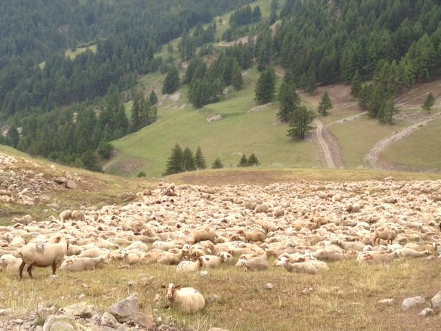 Attacchi dei lupi: s'impieghino i 20 milioni risparmiati dall'annullamento del referendum sulla caccia per pagare i danni agli allevatori