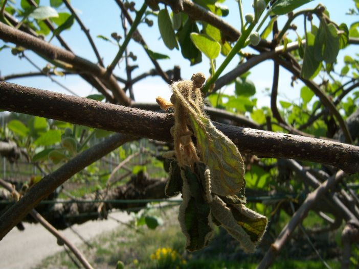 Le azioni concrete di Sacchetto sul batterio PSA si limitano a manifesti e proclami Le azioni concrete di Sacchetto sul batterio PSA si limitano a manifesti e proclami