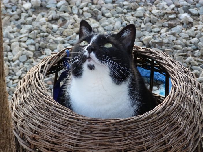 I gatti di "Amici di Zampa" ad Alba. Fotoservizio Gisella Divino (© targatocn.it)