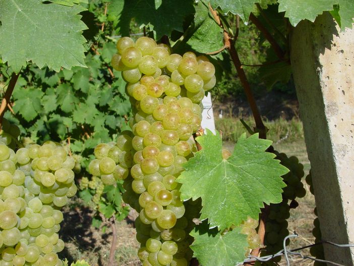 Il Piemonte si prepara alla vendemmia. Prime stime di Confagricoltura: produzione sana e abbondante, qualità elevata Il Piemonte si prepara alla vendemmia. Prime stime di Confagricoltura: produzione sana e abbondante, qualità elevata