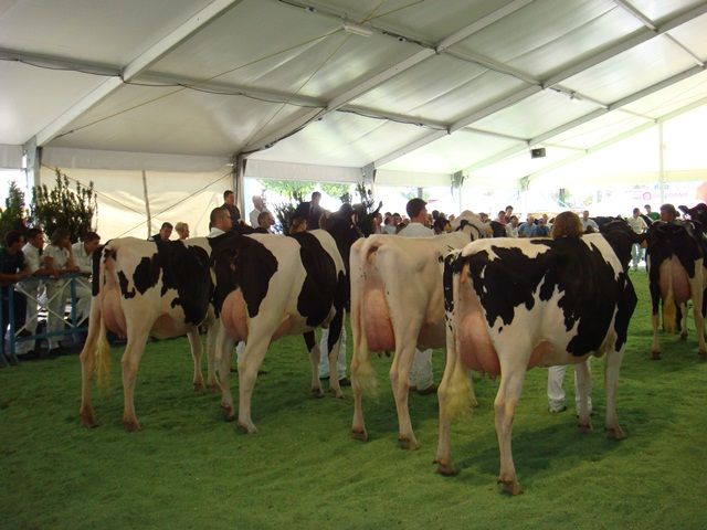 Foraggi aziendali e qualità del latte: se ne parlerà a Saluzzo durante la Mostra regionale della Frisona Foraggi aziendali e qualità del latte: se ne parlerà a Saluzzo durante la Mostra regionale della Frisona