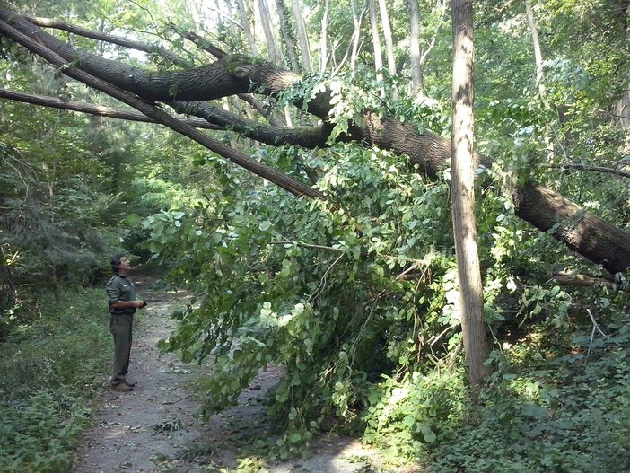 Schianto di numerose piante ad alto fusto: l'Oasi di Crava Morozzo costretta a chiudere per qualche giorno