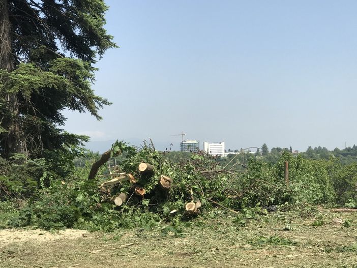 A Cuneo 90 aceri abbattuti per il tarlo asiatico, l'assessore Dalmasso: &quot;In autunno le nuove piantumazioni&quot;[VIDEO]