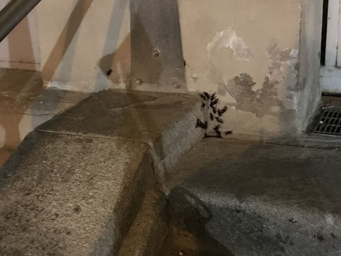 Centinaia di blatte sui gradini del mercato coperto a Cuneo