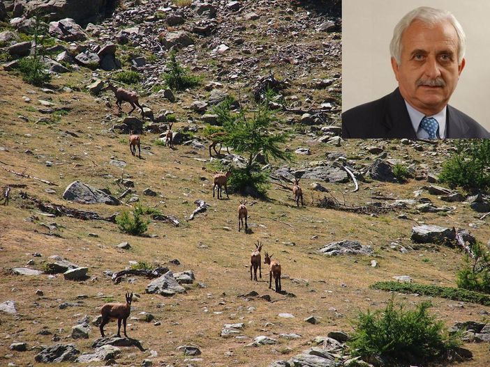 Camosci attorno alla capanna delle Isciaude l’11 agosto e, nel riquadro, il sindaco di Vinadio Angelo Giverso