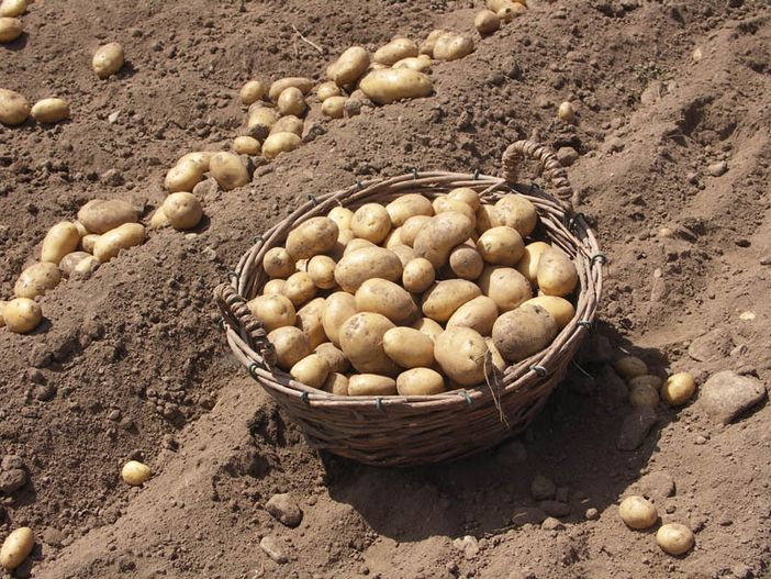 Al via la rassegna gastronomica "Tuma&amp;Bodi" nei ristoranti del Parco delle Marittime