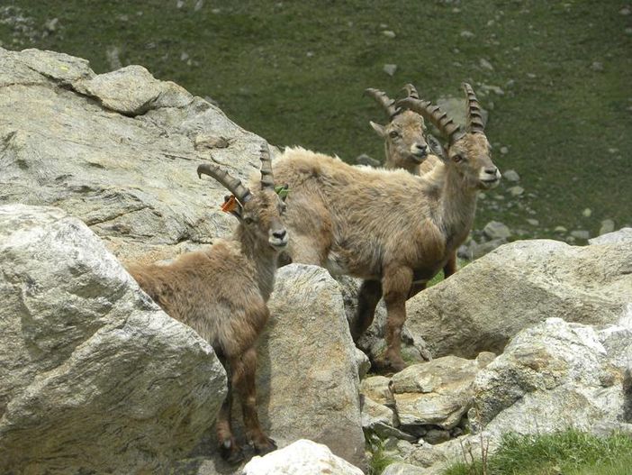 Estate 2012: nelle Marittime i camosci e gli stambecchi "portano gli orecchini"