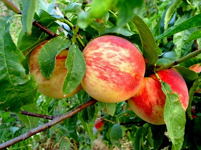I nostri agricoltori danneggiati per colpe non loro: le domande di terraoggi.it all’europarlamentare Buonanno