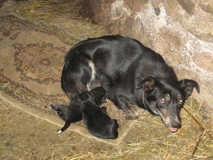 Di 4 cuccioli abbandonati in un sacchetto di plastica solo uno si è salvato