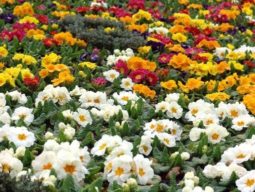 A Mondovì sboccia "Piazza in fiore" A Mondovì sboccia "Piazza in fiore"