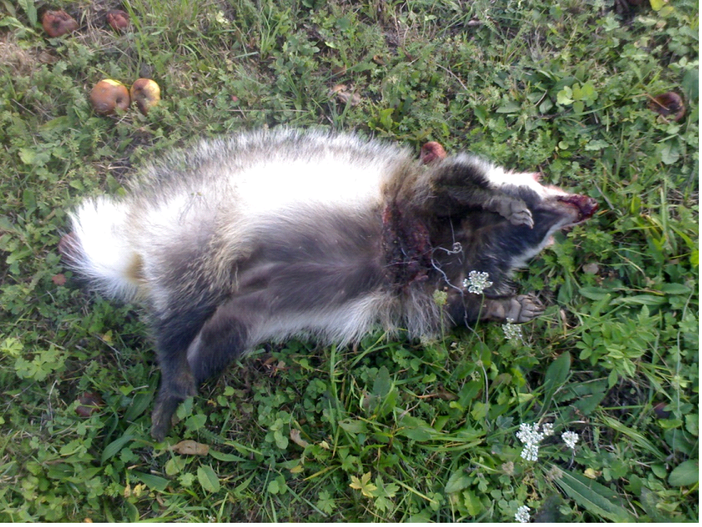 Il piccolo tasso morente