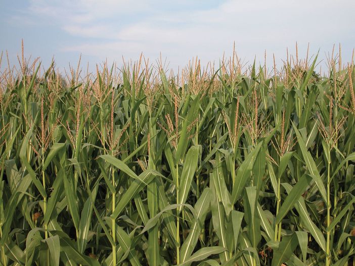 Nel Ddl “Coltivaitalia” nessuna misura per frutta, mais e legno, Confagricoltura Cuneo: "Servono correttivi"