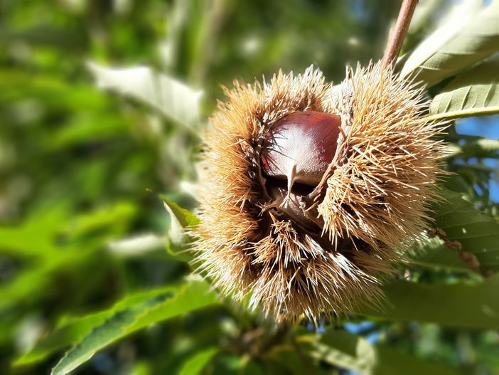 Chiusa di Pesio, incontro su valorizzazione e prospettive del Marrone