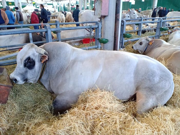 Cuneo e il futuro dell’area Miac: opportunità o ‘zavorra’ da abbandonare?