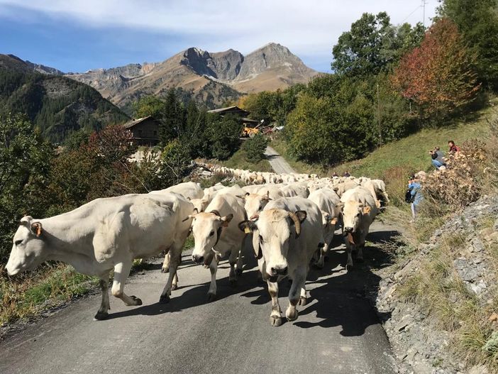 "Caluma el vache" a Elva: lo spettacolo del ritorno delle mandrie a valle con Confagricoltura