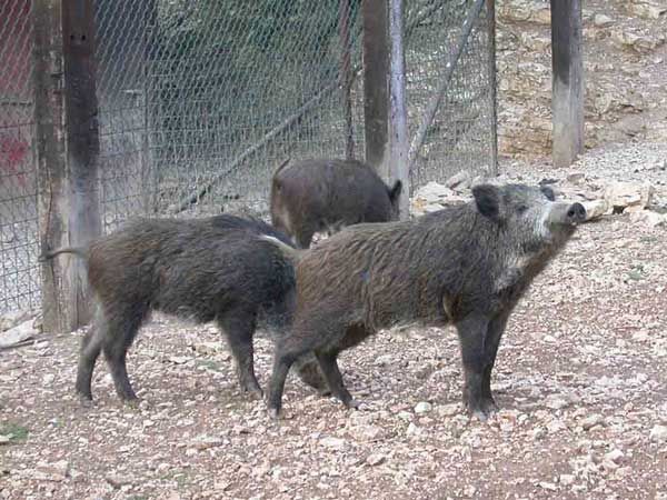 Immagine di repertorio