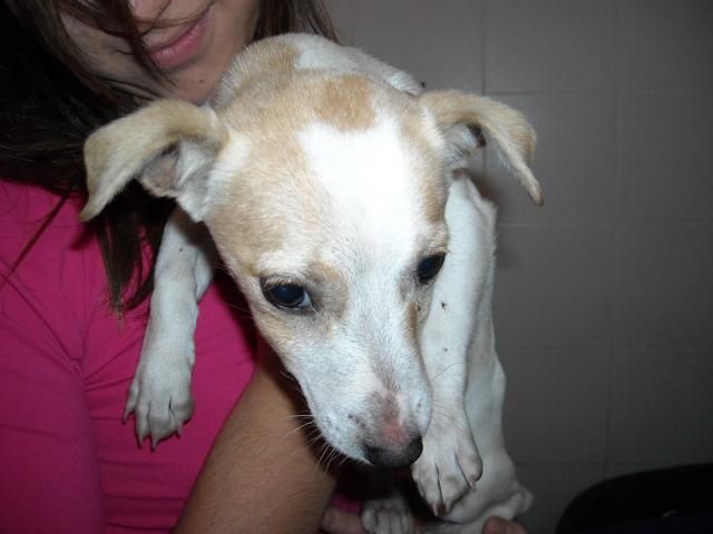 Alla rassegna di Rifreddo possono partecipare cani di razza e meticci