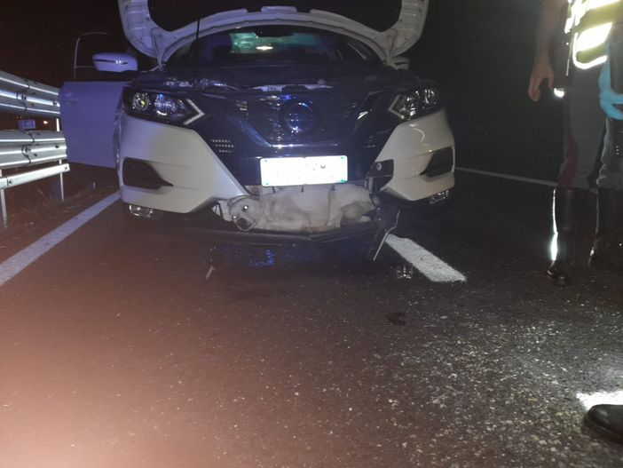 Il cane si è miracolosamente salvato perché nell'impatto ha sfondato la griglia di aerazione dell'auto - Foto Facebook Ambulanze Veterinarie Italia