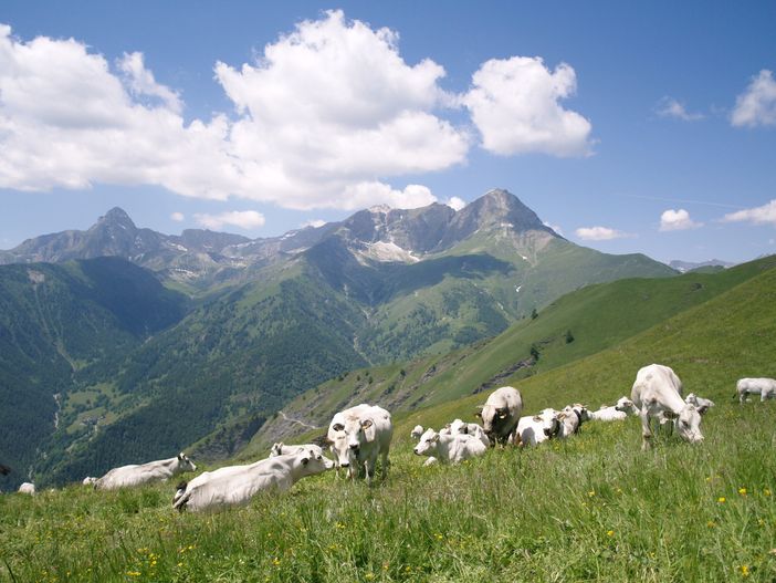 Un pascolo estivo in alta quota