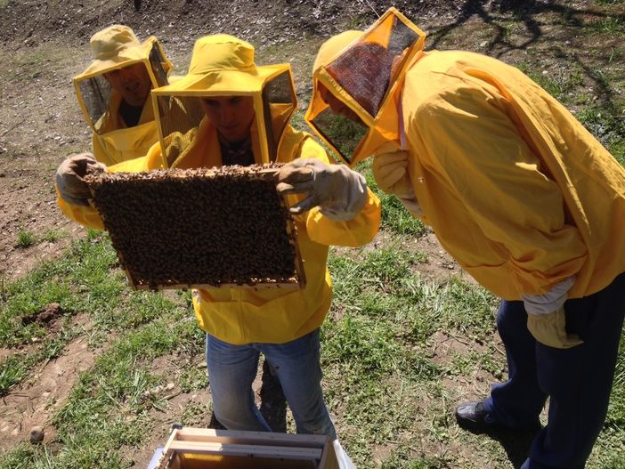 Cuneo: istituito un marchio per il miele del Parco fluviale Gesso e Stura e individuate postazioni per alveari