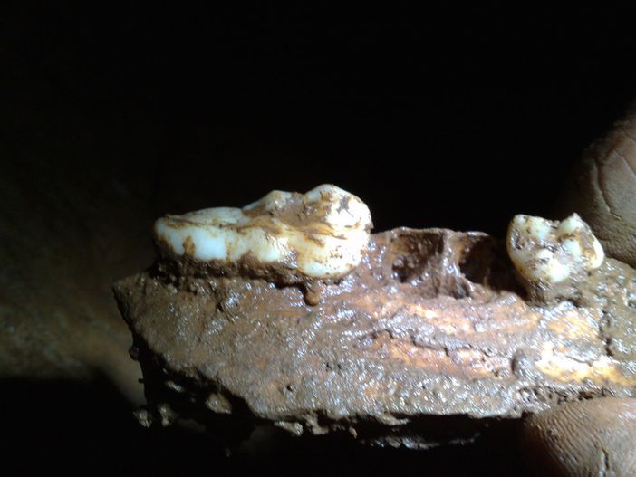 A Bernezzo c'è attesa per l'incontro con i resti dell'orso bruno "vecchi" di 41mila anni A Bernezzo c'è attesa per l'incontro con i resti dell'orso bruno "vecchi" di 41mila anni