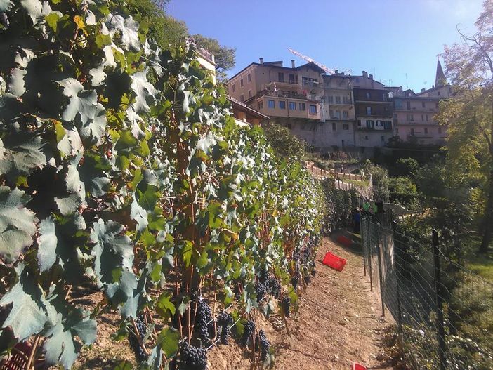 Seconda edizione dell’asta del vino prodotto dalla vigna didattica della scuola primaria a Dronero