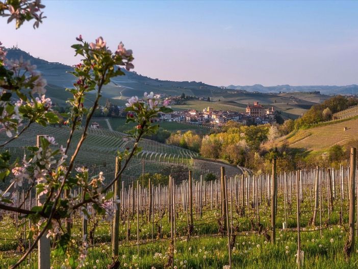 Una veduta di Barolo, circondata tra i suoi vigneti Una veduta di Barolo, circondata tra i suoi vigneti