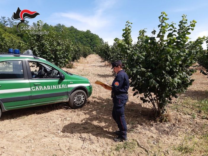 I controlli realizzati dagli uomini del Comando provinciale Carabinieri Forestali