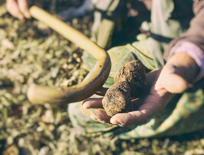 Montemale e il suo oro nero: il tartufo che racconta la Valle Grana