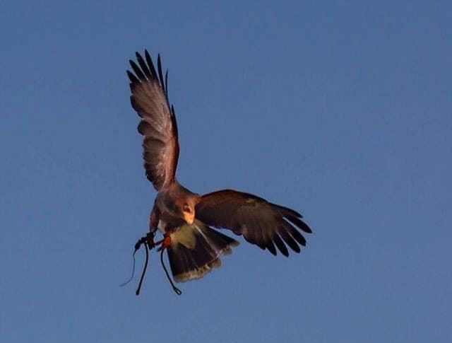 A Prazzo falconeria e sostenibilità: laboratorio dell’Ecomuseo Alta Valle Maira A Prazzo falconeria e sostenibilità: laboratorio dell’Ecomuseo Alta Valle Maira