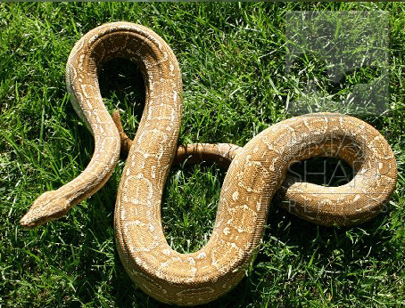 Immagine di repertorio