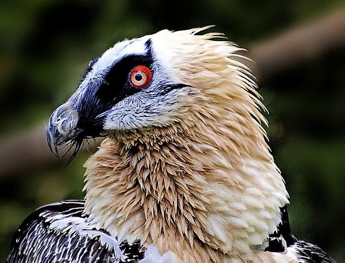 Parco Naturale delle Alpi Marittime: si cercano volontari per il "Progetto Gipeto"