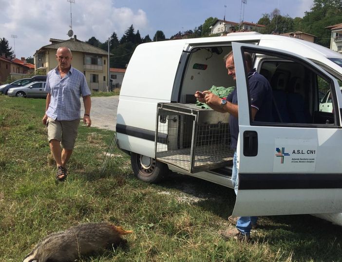 Un tasso nel cortile di un condominio a Cuneo: interviene il CRAS di Bernezzo Un tasso nel cortile di un condominio a Cuneo: interviene il CRAS di Bernezzo
