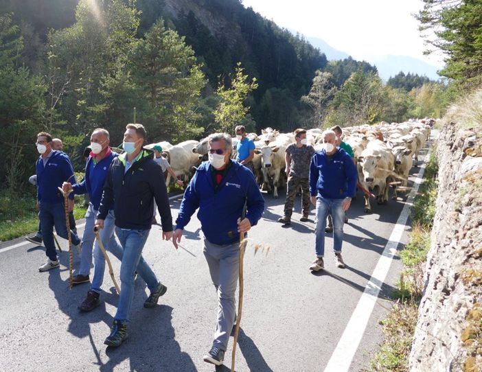 Rappresentanti di Confagricoltura Cuneo, autorità regionali e allevatori guidano la mandria durante una precedente edizione di “Caluma el vache” Rappresentanti di Confagricoltura Cuneo, autorità regionali e allevatori guidano la mandria durante una precedente edizione di “Caluma el vache”