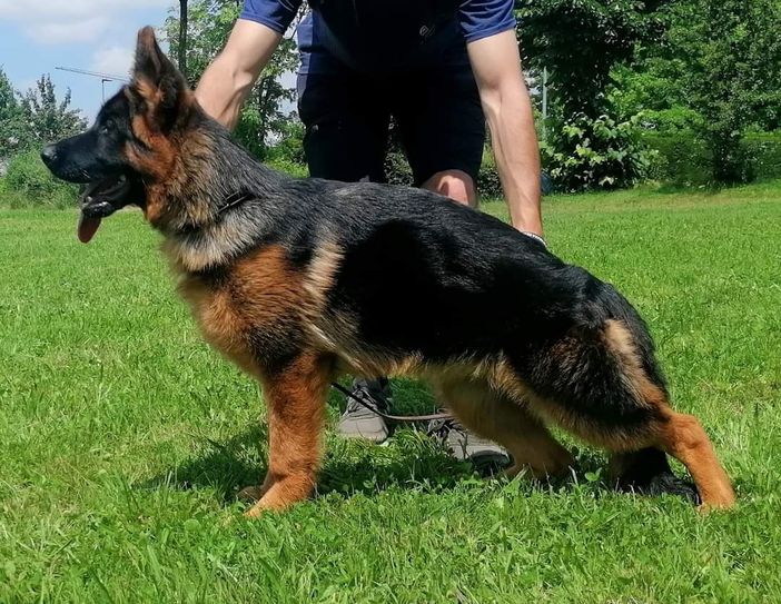 Un pastore tedesco in gara