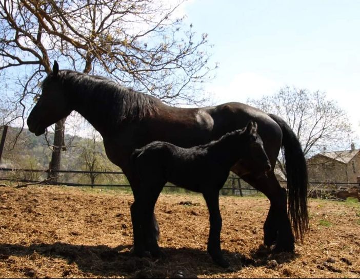Un nuovo quotidiano online, dedicato al mondo agricolo provinciale, sancisce l’ingresso sul web di Osvaldo Bellino
