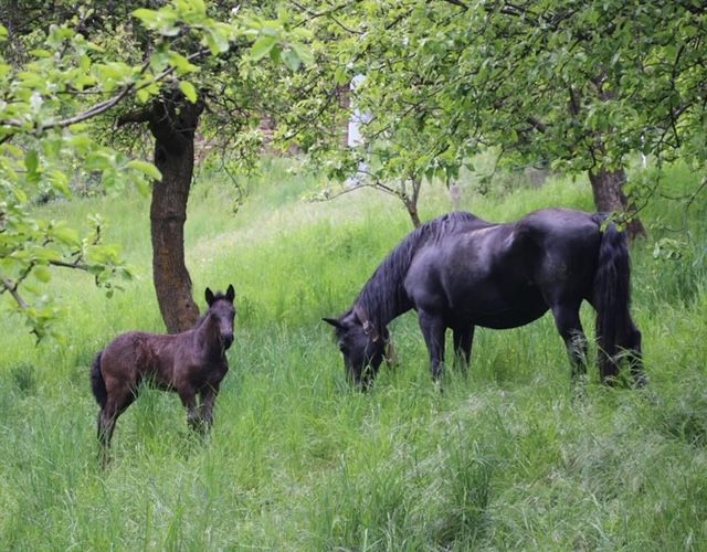 Per la prima volta a Roccabruna: in arrivo la 39^ Mostra Nazionale del Cavallo Mérens