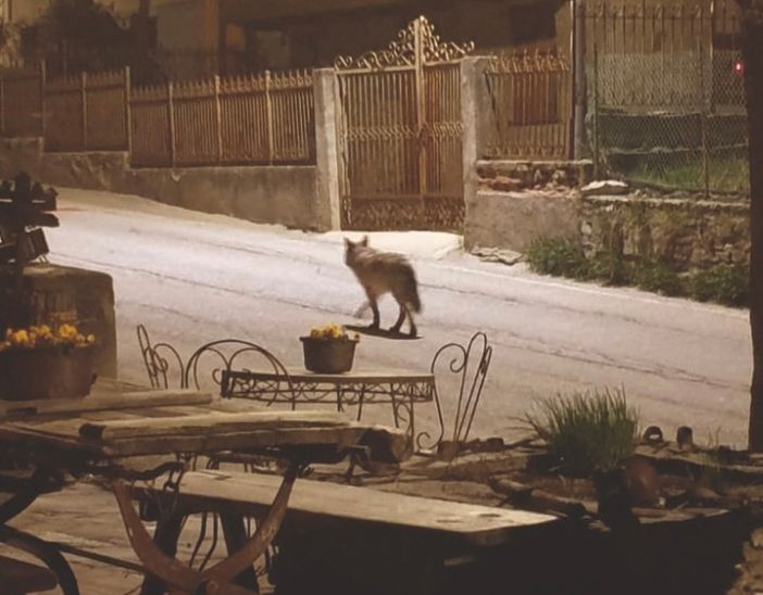 Avvistamenti di lupi a Prazzo. Il sindaco: "Prossimi al punto di non ritorno"