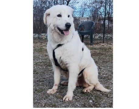 Cagnolona di nome Pesca smarrita a Cuneo: scappata da Borgo Gesso