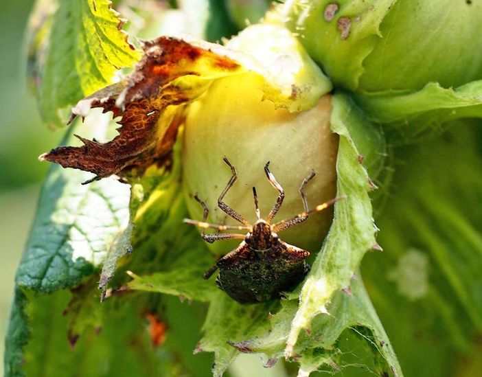 Alba: al Centro Ricerche Ferrero l'incontro sulla cimice asiatica Alba: al Centro Ricerche Ferrero l'incontro sulla cimice asiatica