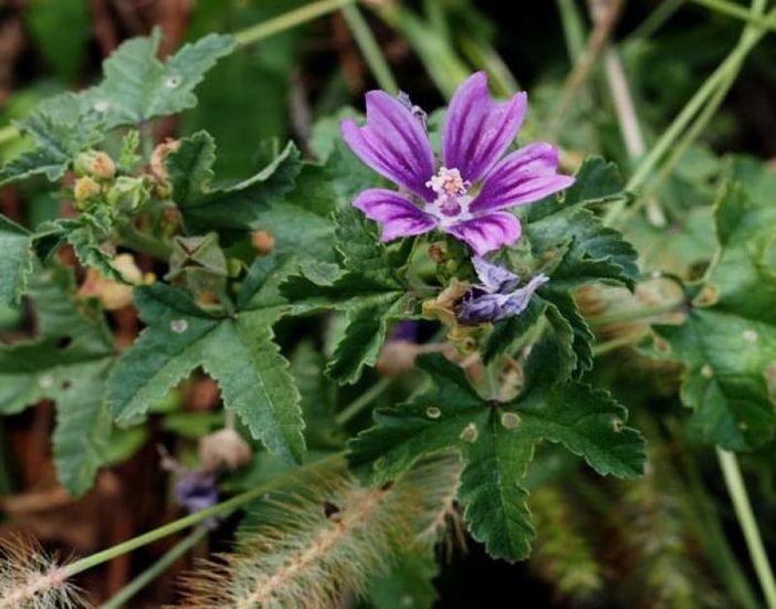 Le erbe commestibili del Parco del Monviso: seconda lezione